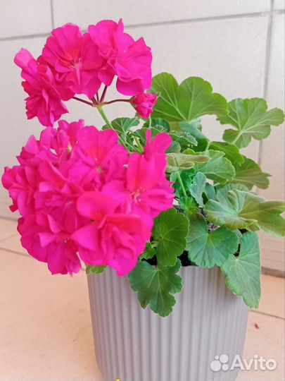 Пеларгонии