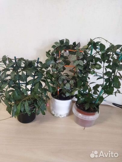 Хойи взрослые сортовые