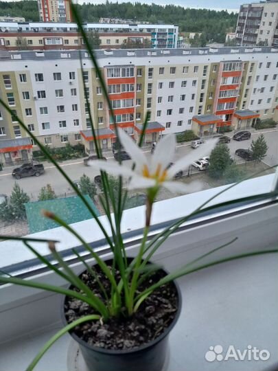 Комнатные цветы