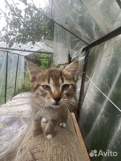 Коты в добрые руки