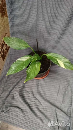 Спатифиллум даймонд