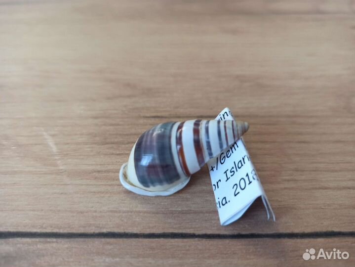 Морская раковина