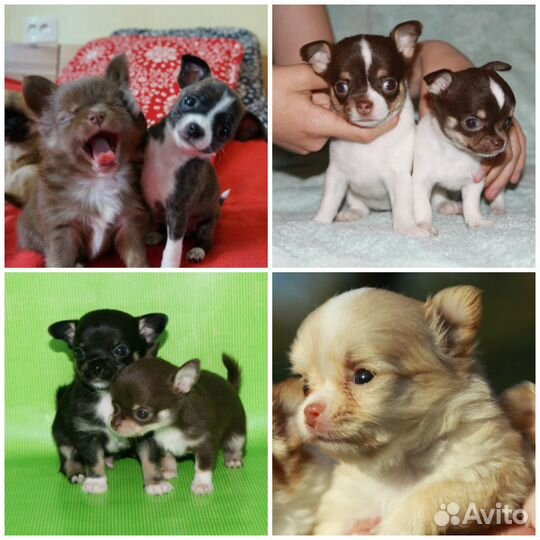 Чихуахуа. Щенки. Мини и стандарт, завод-к вет.врач