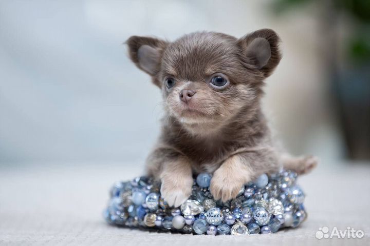 Длинношерстная лиловая с подпалом девочка чихуахуа