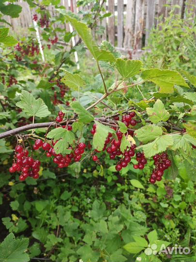 Саженцы смородины черной и красной