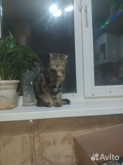 Шотладские вислоухие котята