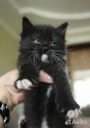 Маленькие черные котята с белыми усами 2 мес.в дар