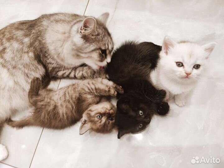 Шотландские котята