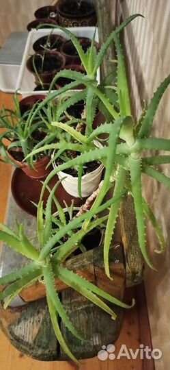 Продам алоэ (тысячелетник)