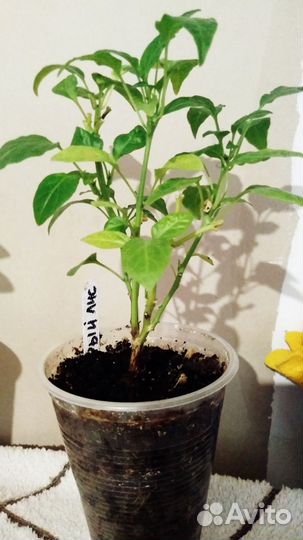 Подарок для мужа растение перец горький комнатный