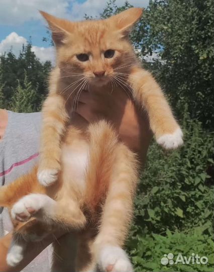 Кошка кот котёнок рыжий рыжая белый бесплатно