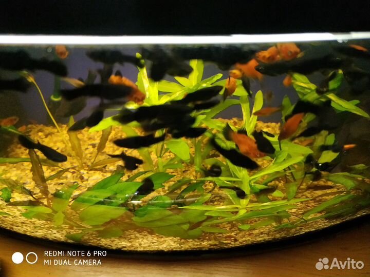 Рыбки моллинезия