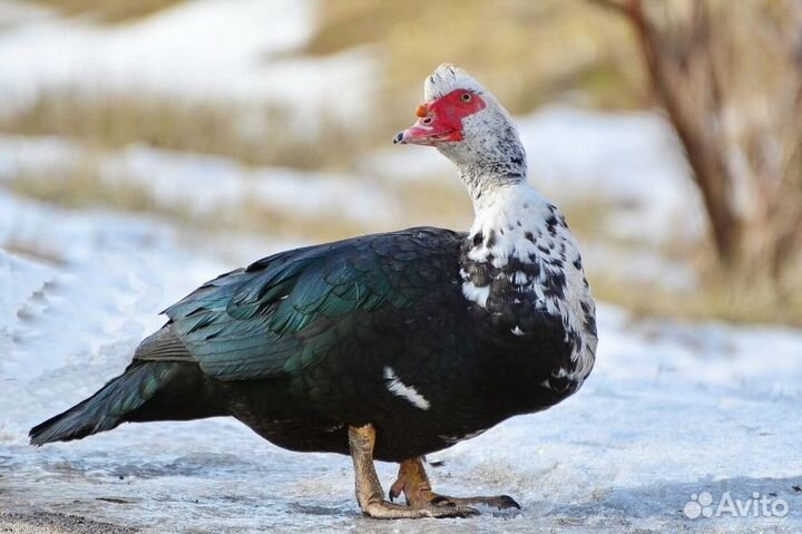 Семья индоуток