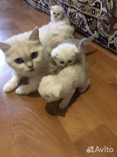 Котёнок шотландский