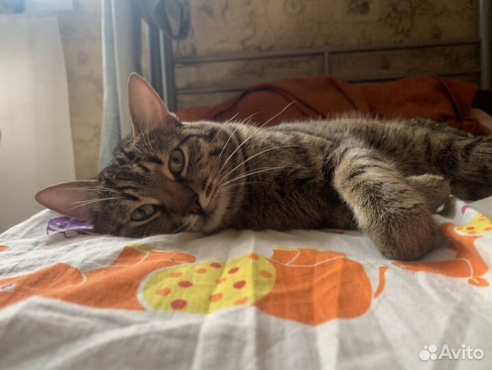 Кот в добрые руки