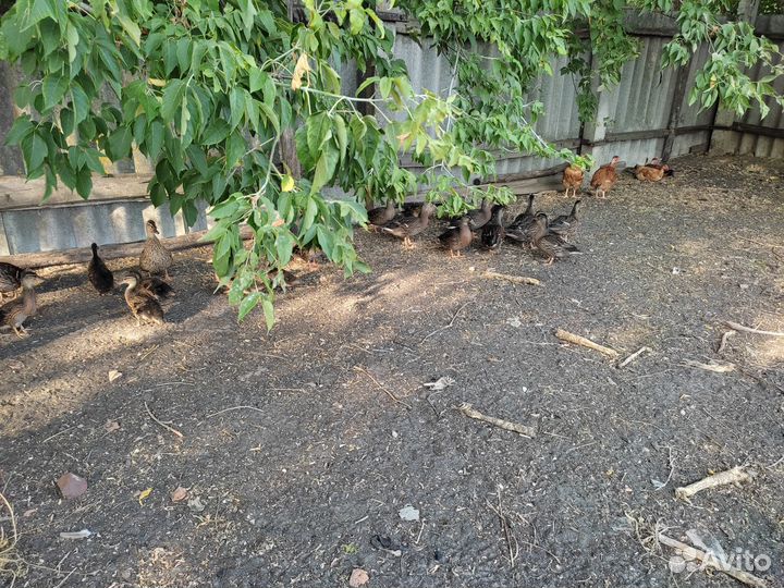 Подсадные утки