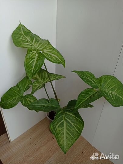 Сингониум вайтбатт,Кристмас,спирпоинт,Молоч.,Пикси