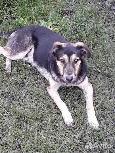 Собаки бесплатно в добрые руки