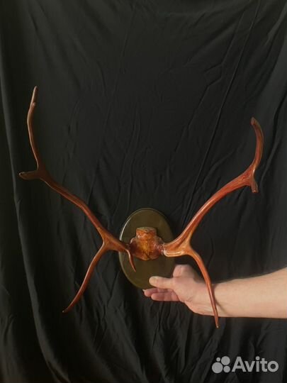 Рога украшение с креплением на стену