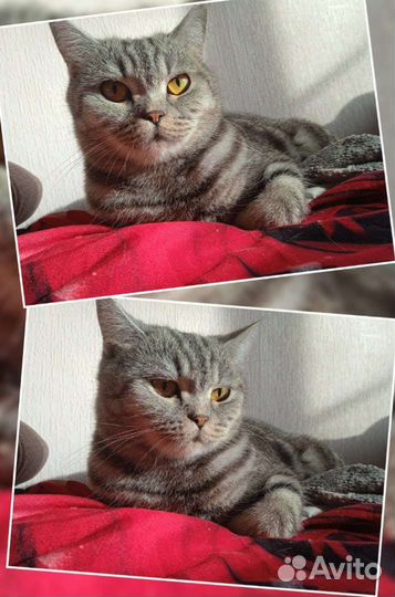 Вязка, кошка шотландская