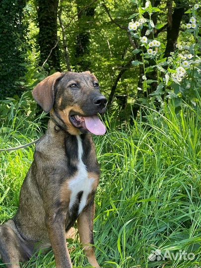 Собаки щенки 4 мес пристрой Лазаревское