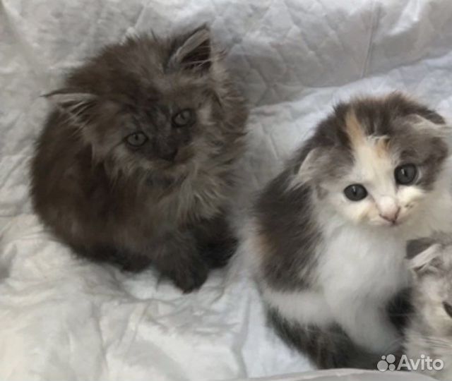 Котята 1,5-2 мес девочки