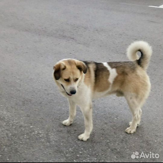 Лайка