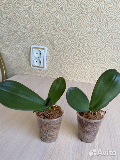 Орхидея фаленопсис sogo yukidian