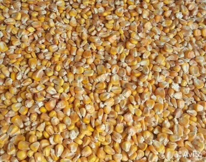 Кукуруза