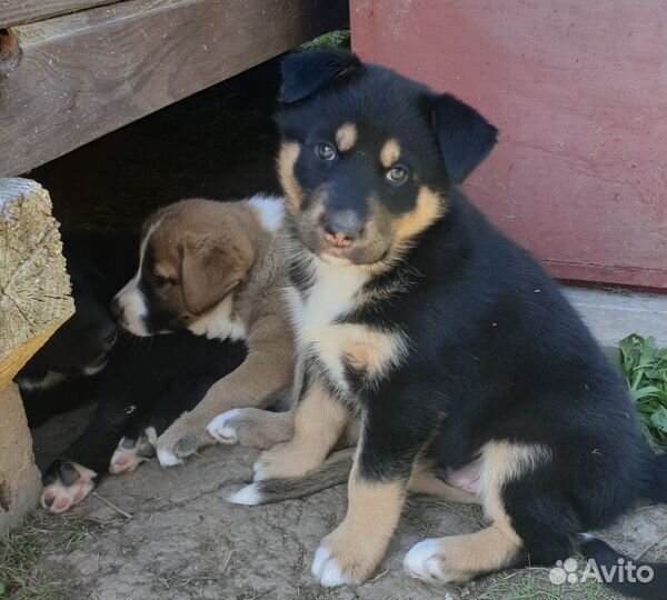Отдам щенков в добрые руки бесплатно