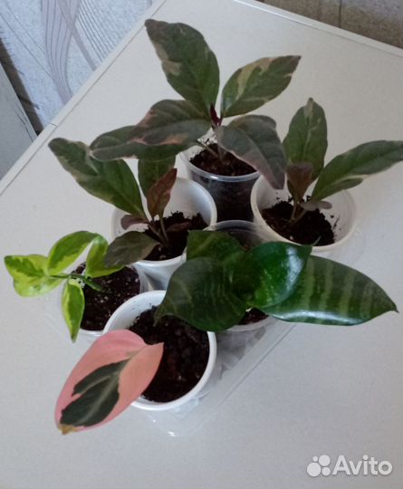 Строманта, псевдоэрантемум и другие