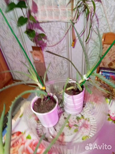 Алоэ столетник