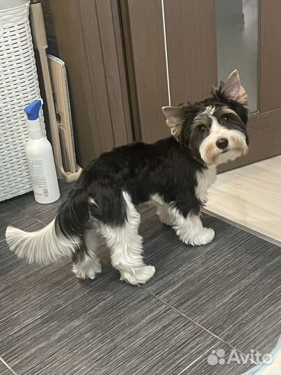 Вязка Бивер-Йорк (кобель)