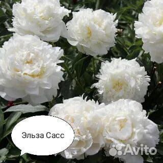 Пионы саженцы корни