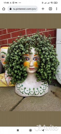 Каллизия мелколиственная ползучая