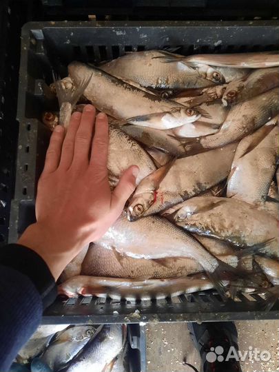 Чехонь свежая,опт