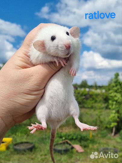 Крысята малышки девчонки