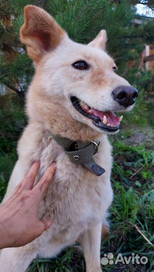 Имбирь, в добрые руки