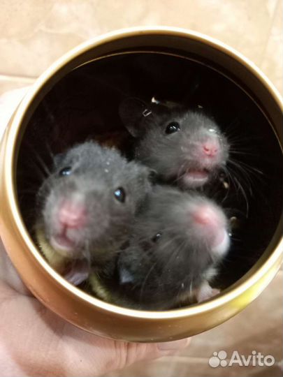 Передержка любимых питомцев