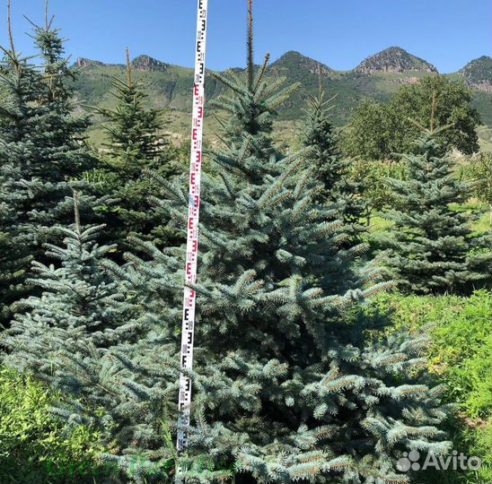 Ель голубая