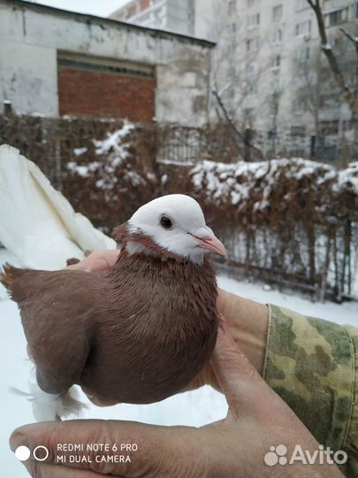 Пермские и Старокамские голуби - молодежь
