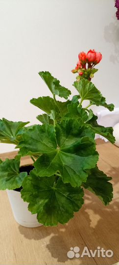 Коралловая тюльпановидная пеларгония