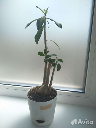 Адениум взрослый