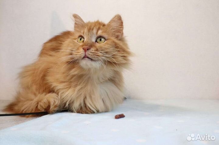 Котик в добрые руки