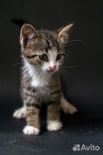 Котенок Крис