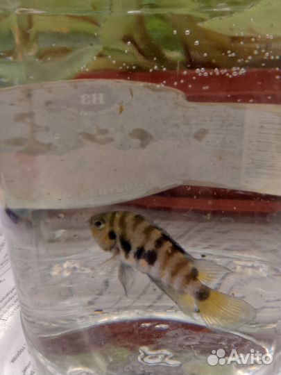 Аквариумные рыбки