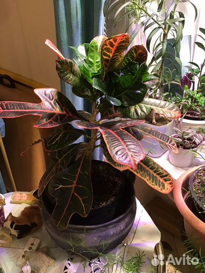 Кротон нервия взрослый