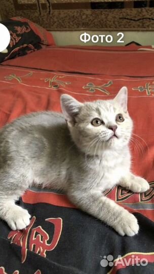Шотландские малыши