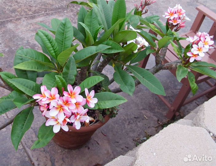 Плюмерия сортовая