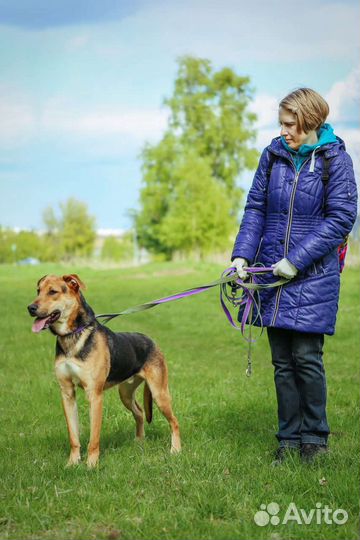 Собака в добрые руки